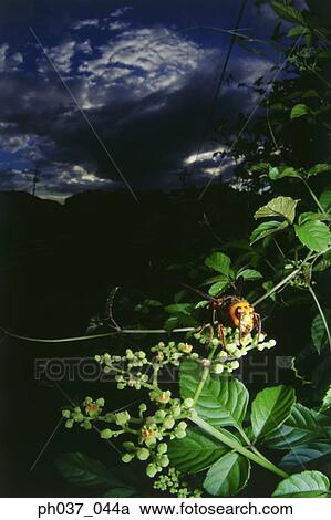 Stock Image - Wasp on flower buds, close up. Fotosearch
