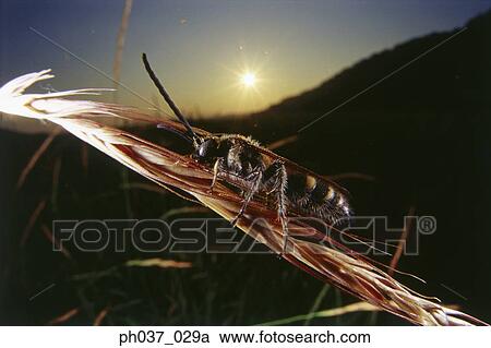 Wasp on plant at sunset, close up View Large Photo Image Stock Image - Wasp on plant at sunset, close up. Fotosearch
