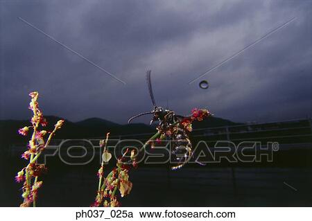 Stock Image - Wasp on plant, close up. Fotosearch
