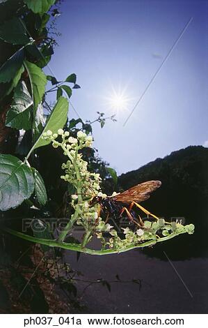 Wasp on plant, close up View Large Photo Image Stock Image - Wasp on plant, close up. Fotosearch