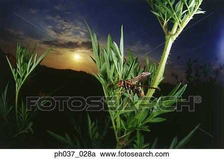 Stock Image - Wasp taking off from plant, close up. Fotosearch