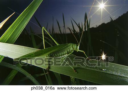 Stock Image - Grasshopper on blade of grass, close up. Fotosearch