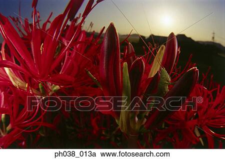 Grasshopper on flower bud, close up View Large Photo Image Stock Image - Grasshopper on flower bud, close up. Fotosearch