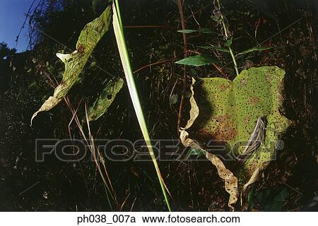 Grasshopper on leaf, close up View Large Photo Image Stock Image - Grasshopper on leaf, close up. Fotosearch
