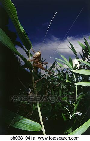 Grasshopper on stem, close up View Large Photo Image Stock Image - Grasshopper on stem, close up. Fotosearch