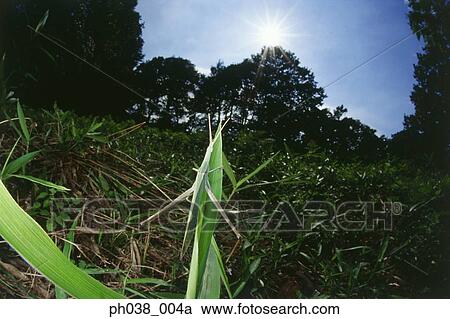 Locust on blade of grass, close up View Large Photo Image Stock Image - Locust on blade of grass, close up. Fotosearch