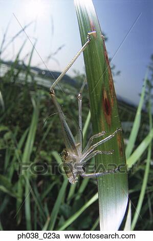 Locust on blade of grass, close up View Large Photo Image Stock Image - Locust on blade of grass, close up. Fotosearch