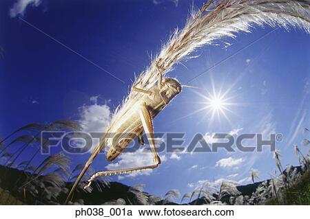 Locust on grass, close up View Large Photo Image Stock Image - Locust on grass, close up. Fotosearch