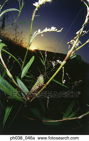 Stock Image - Locust on stem at sunset. Fotosearch
