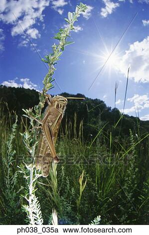 Locust on stem, close up View Large Photo Image Stock Image - Locust on stem, close up. Fotosearch