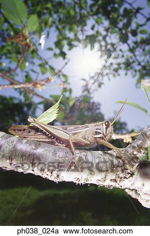Locust on tree branch, close up View Large Photo Image Stock Image - Locust on tree branch, close up. Fotosearch