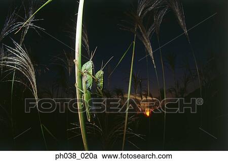 Stock Image - Locusts mating at sunset. Fotosearch