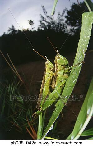 Locusts mating at sunset View Large Photo Image Stock Image - Locusts mating at sunset. Fotosearch
