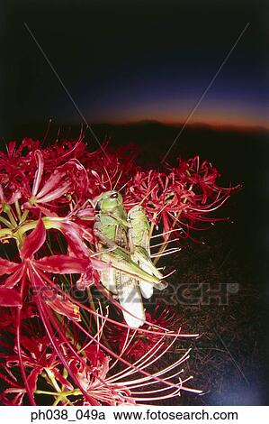 Locusts mating at sunset View Large Photo Image Stock Image - Locusts mating at sunset. Fotosearch
