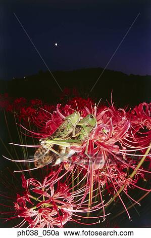 Locusts mating at sunset View Large Photo Image Stock Image - Locusts mating at sunset. Fotosearch