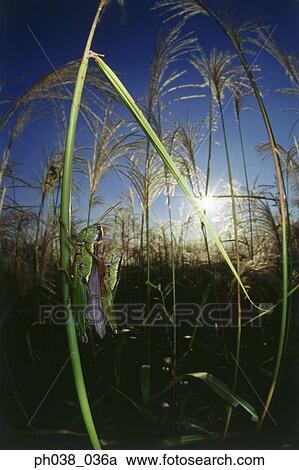 Locusts mating, close up View Large Photo Image Stock Image - Locusts mating, close up. Fotosearch