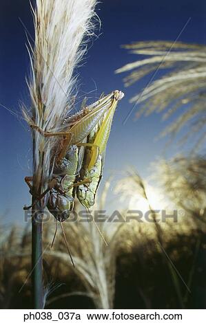 Locusts mating, close up View Large Photo Image Stock Image - Locusts mating, close up. Fotosearch
