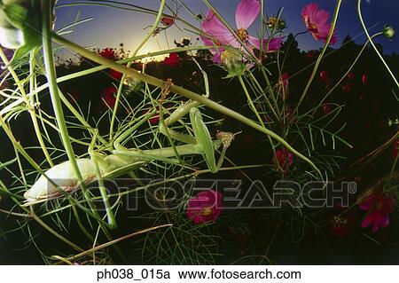 Praying mantis and cosmos flowers, close up View Large Photo Image Stock Image - Praying mantis and cosmos flowers, close up. Fotosearch