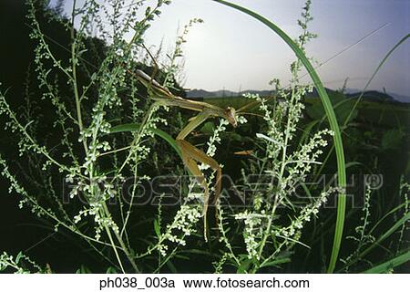 Praying mantis in grass, close up View Large Photo Image Stock Image - Praying mantis in grass, close up. Fotosearch