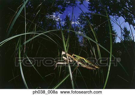 Stock Image - Praying mantis mating. Fotosearch