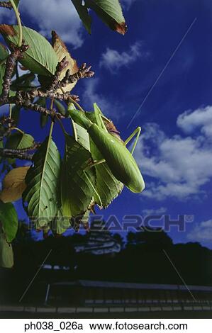 Praying mantis on a tree branch, close up View Large Photo Image Stock Image - Praying mantis on a tree branch, close up. Fotosearch