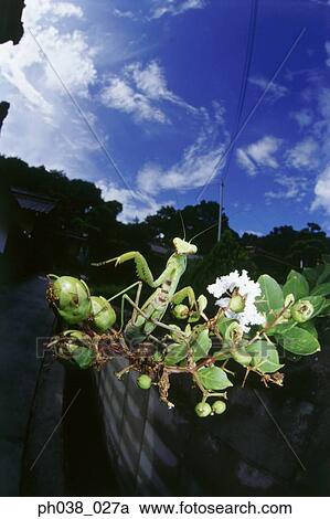 Praying mantis on a tree branch, close up View Large Photo Image Stock Image - Praying mantis on a tree branch, close up. Fotosearch