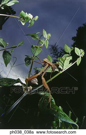 Praying mantis on a tree branch, close up View Large Photo Image Stock Image - Praying mantis on a tree branch, close up. Fotosearch