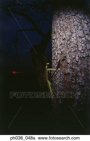 Praying mantis on a tree trunk at night View Large Photo Image Stock Image - Praying mantis on a tree trunk at night. Fotosearch