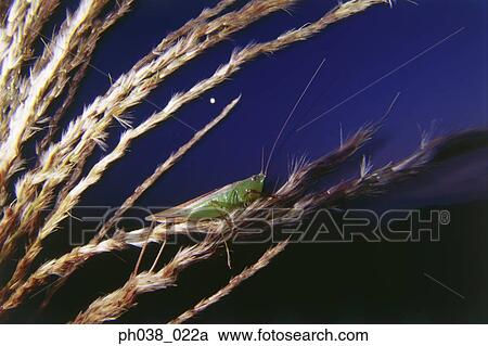 Stock Image - Praying mantis on branch, close up. Fotosearch