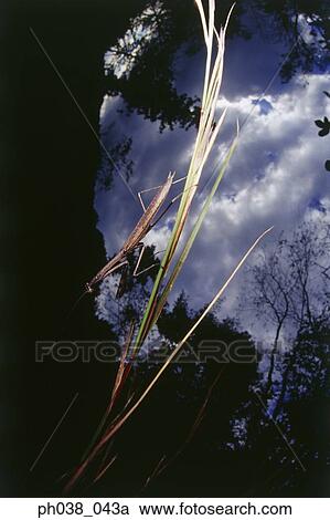 Praying mantis on grass, close up View Large Photo Image Stock Image - Praying mantis on grass, close up. Fotosearch