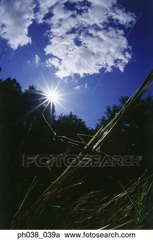 Praying mantis on grass, silhouette View Large Photo Image Stock Image - Praying mantis on grass, silhouette. Fotosearch