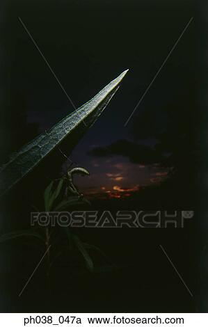 Praying mantis on leaf at sunset, close up View Large Photo Image Stock Image - Praying mantis on leaf at sunset, close up. Fotosearch