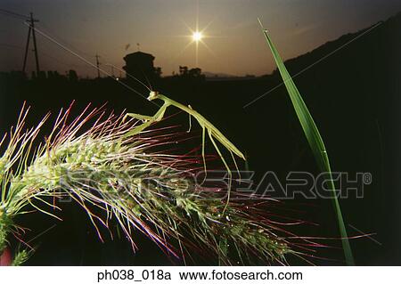 Praying mantis on plant at sunset View Large Photo Image Stock Image - Praying mantis on plant at sunset. Fotosearch