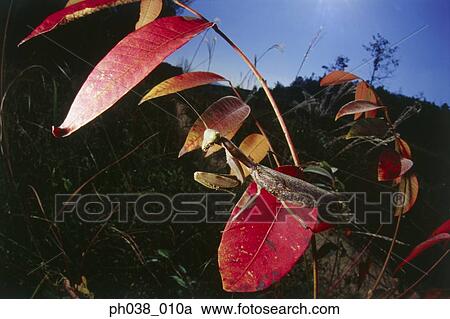 Praying mantis on red leaf, close up View Large Photo Image Stock Image - Praying mantis on red leaf, close up. Fotosearch
