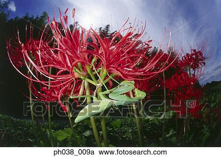 Praying mantis on red plant, close up View Large Photo Image Stock Image - Praying mantis on red plant, close up. Fotosearch