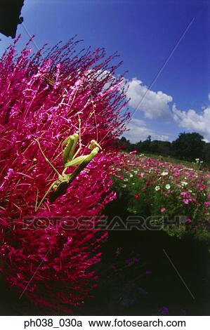 Stock Image - Praying mantis on red plant, close up. Fotosearch