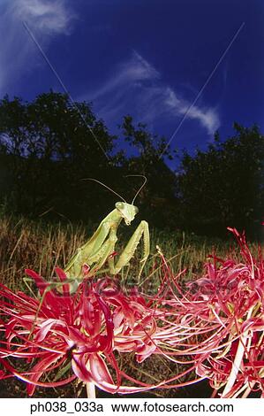 Praying mantis on red plant, close up View Large Photo Image Stock Image - Praying mantis on red plant, close up. Fotosearch
