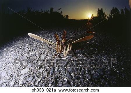 Praying mantis rearing up on hind legs, close-up View Large Photo Image Stock Image - Praying mantis rearing up on hind legs, close-up. Fotosearch
