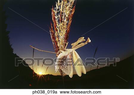 Praying mantis spreads its wings on plant at sunset View Large Photo Image Stock Image - Praying mantis spreads its wings on plant at sunset. Fotosearch