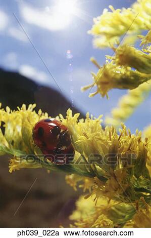 A 対 の てんとう虫 交尾 上に 黄色の花 ストックイメージ Ph039 022a Fotosearch