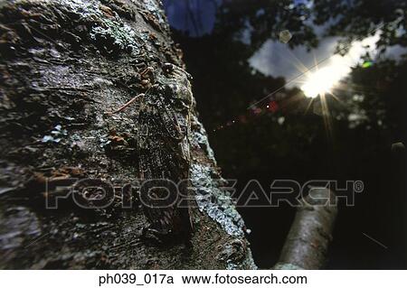 A moth camouflaged on a tree trunk, close up View Large Photo Image Stock Image - A moth camouflaged on a tree trunk, close up. Fotosearch