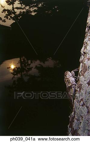 A moth camouflaged on a tree trunk, close up View Large Photo Image Stock Image - A moth camouflaged on a tree trunk, close up. Fotosearch