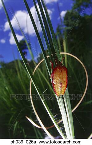 A orange and red beetle on blades of grass View Large Photo Image Stock Image - A orange and red beetle on blades of grass. Fotosearch