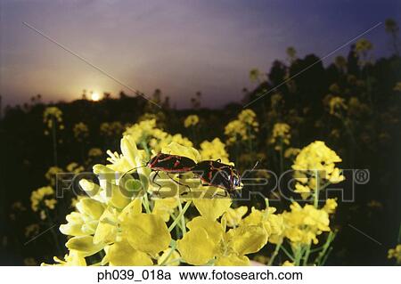 A pair of beetles mating on yellow flowers View Large Photo Image Stock Image - A pair of beetles mating on yellow flowers. Fotosearch