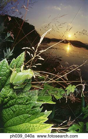A tree frog on a plant leaf at sunset, close up View Large Photo Image Stock Image - A tree frog on a plant leaf at sunset, close up. Fotosearch
