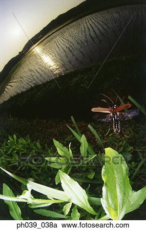 Stock Image - Beetle in flight, rear view, close up. Fotosearch
