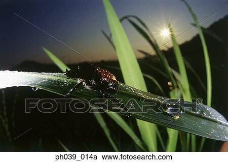Stock Image - Beetle on blade of grass, close up. Fotosearch