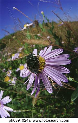 Stock Image - Beetle on daisy, close up. Fotosearch