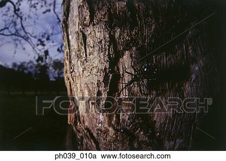 Beetle on tree trunk, camouflage View Large Photo Image Stock Image - Beetle on tree trunk, camouflage. Fotosearch