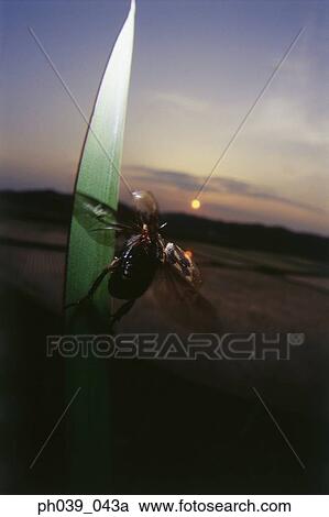 Stock Image - Beetle taking off from blade of grass, close up. Fotosearch
